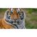 imageUrl_6