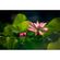 imageUrl_10