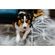 imageUrl_10