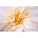 imageUrl_9