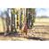 imageUrl_8