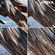 imageUrl_7