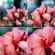 imageUrl_6