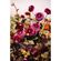 imageUrl_6