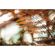 imageUrl_10