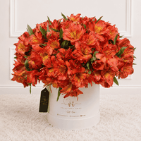Box Floral Astromelias Rojas - Ramo de Flores