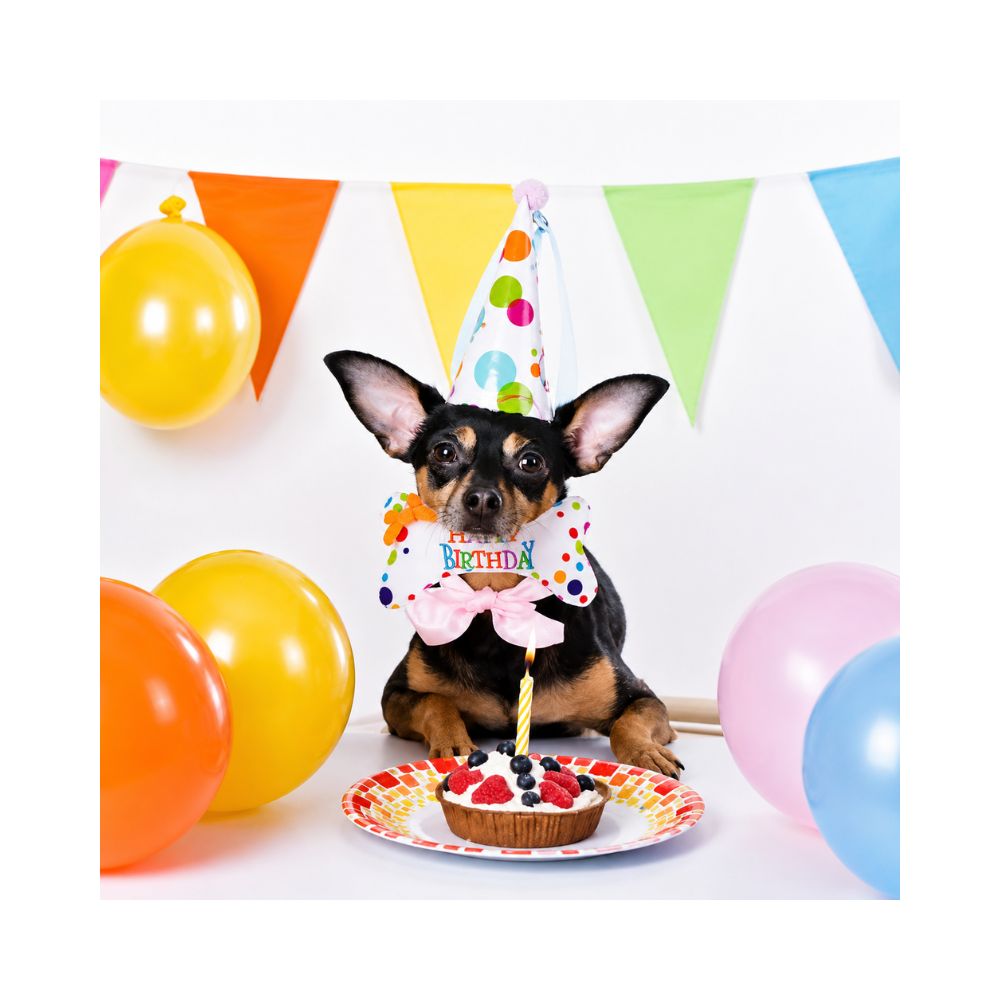 Peluche Happy Birthday en forma de Hueso