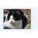 imageUrl_6
