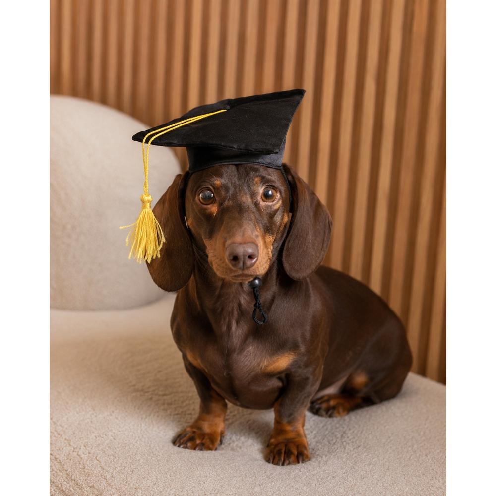 Birrete De Graduación Color Negro para Gatos y Perros