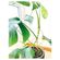 imageUrl_3