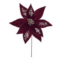 Poinsetia 9P 30 x 30 cm Borgona