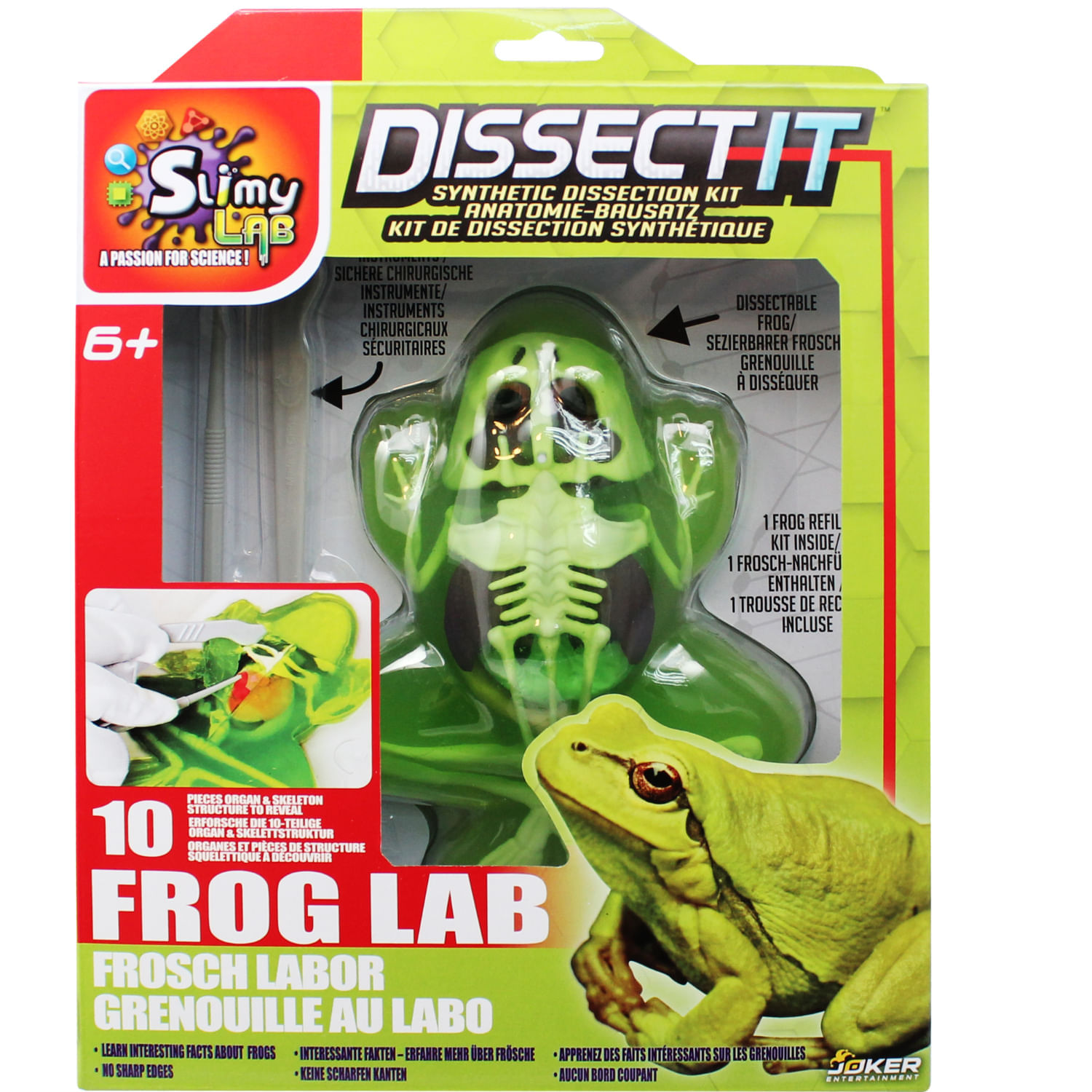 Kit De Disección Sintética Rana Dissect It