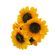 imageUrl_1