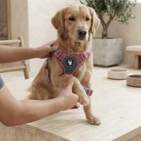 Arnés Acolchado Antitirones para Perros Talla L-Malla Transpirable-Rojo con Rayas azules Estampadas